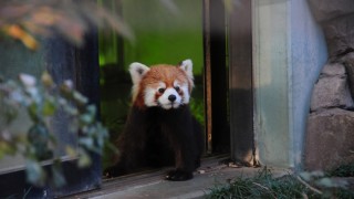 「夢見ケ崎動物公園」が無料でそこそこ楽しいのでいい感じでした