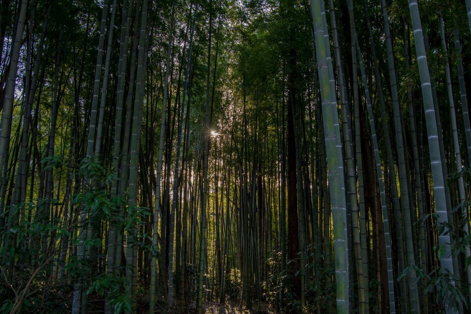 とらや工房 竹林