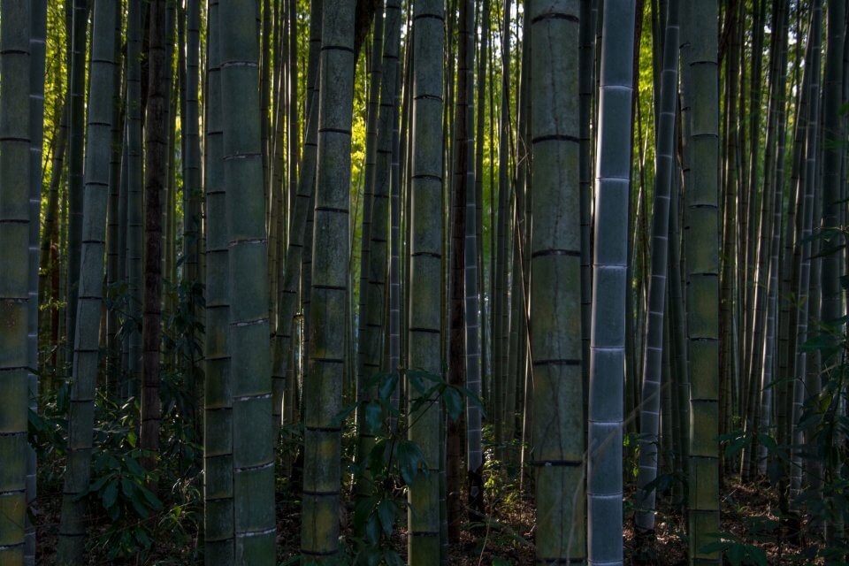 とらや工房 竹林