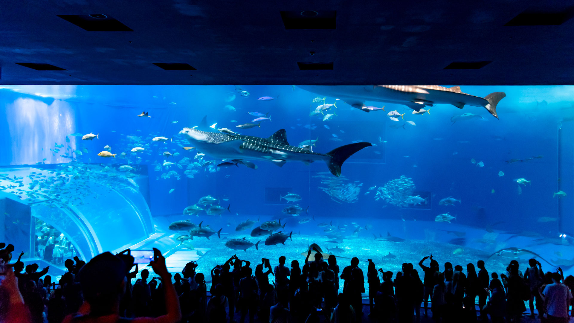沖縄旅行、美ら海水族館からの瀬底島ビーチからのせんべろで完全に優勝してしまった